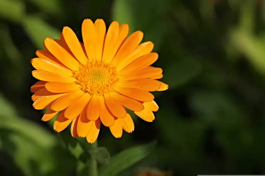 Calendula Officinalis - Flower