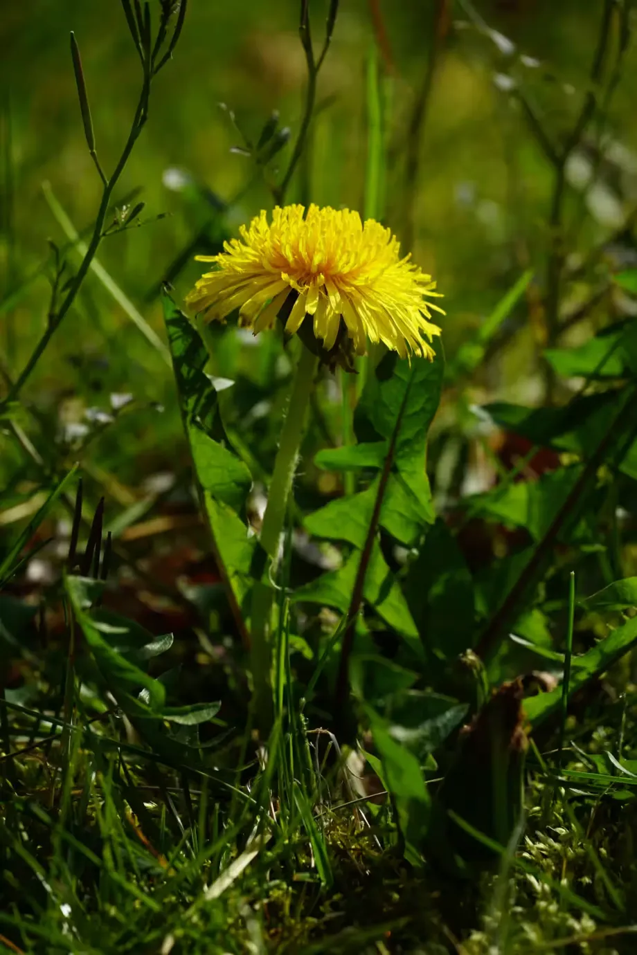 Taraxacum officinale - Leaf
