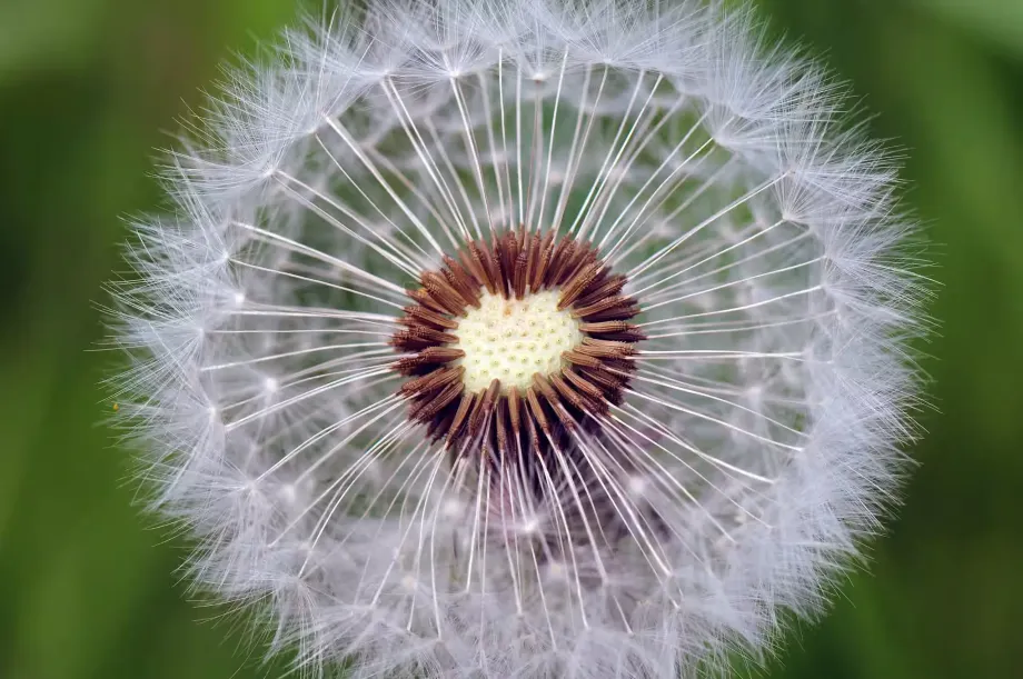 dandelion-5589417
