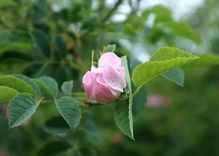rose-hip-5237903