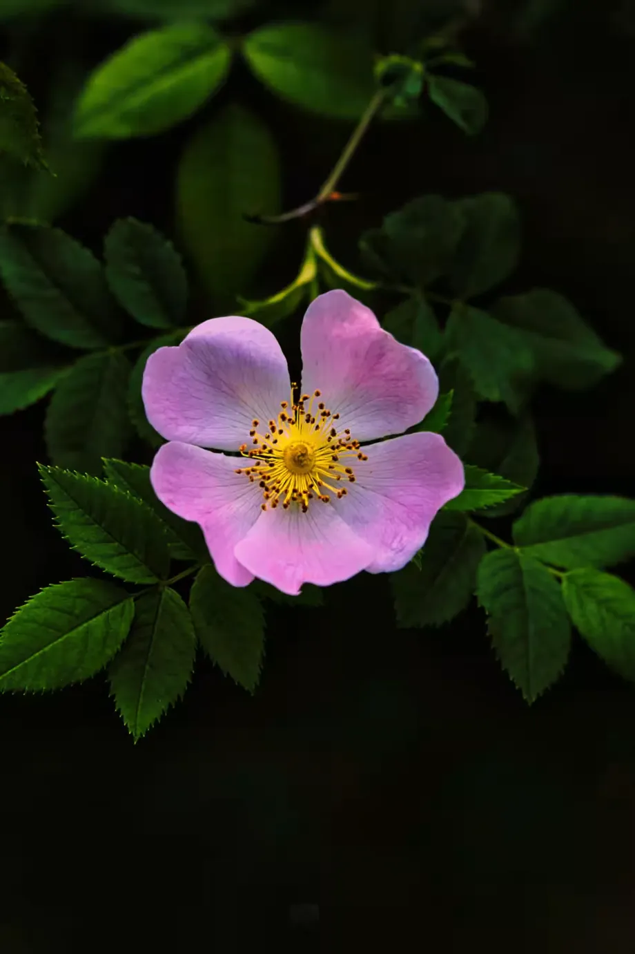 dog-rose-7240319