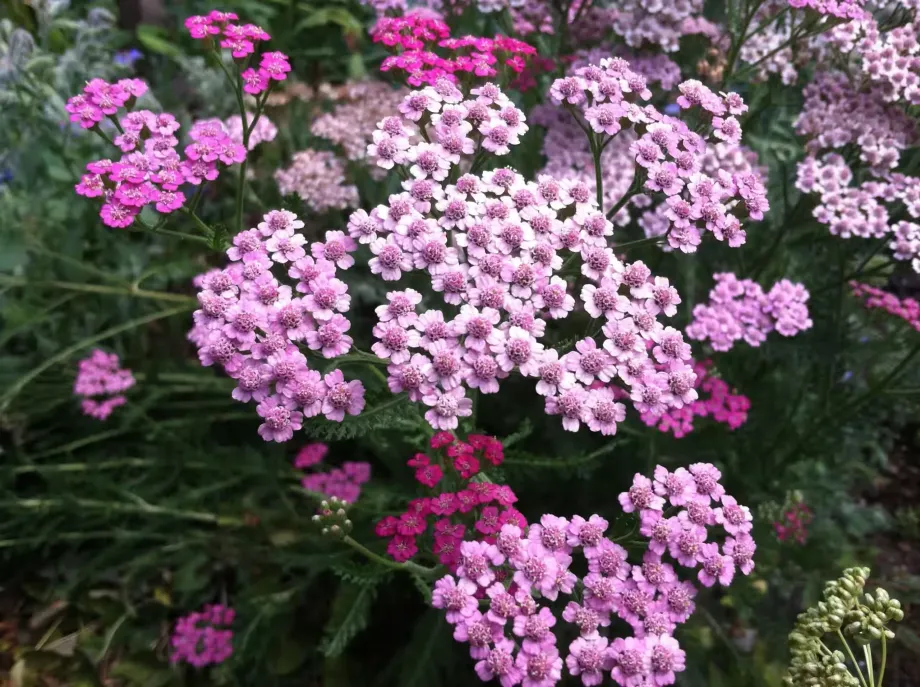 yarrow-676980
