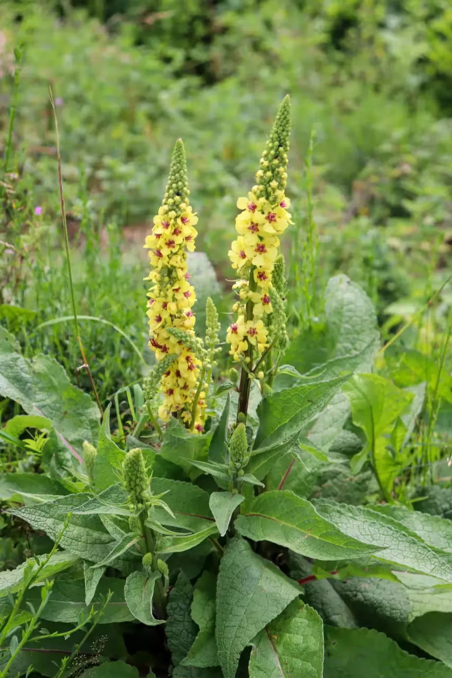 mullein-6902726
