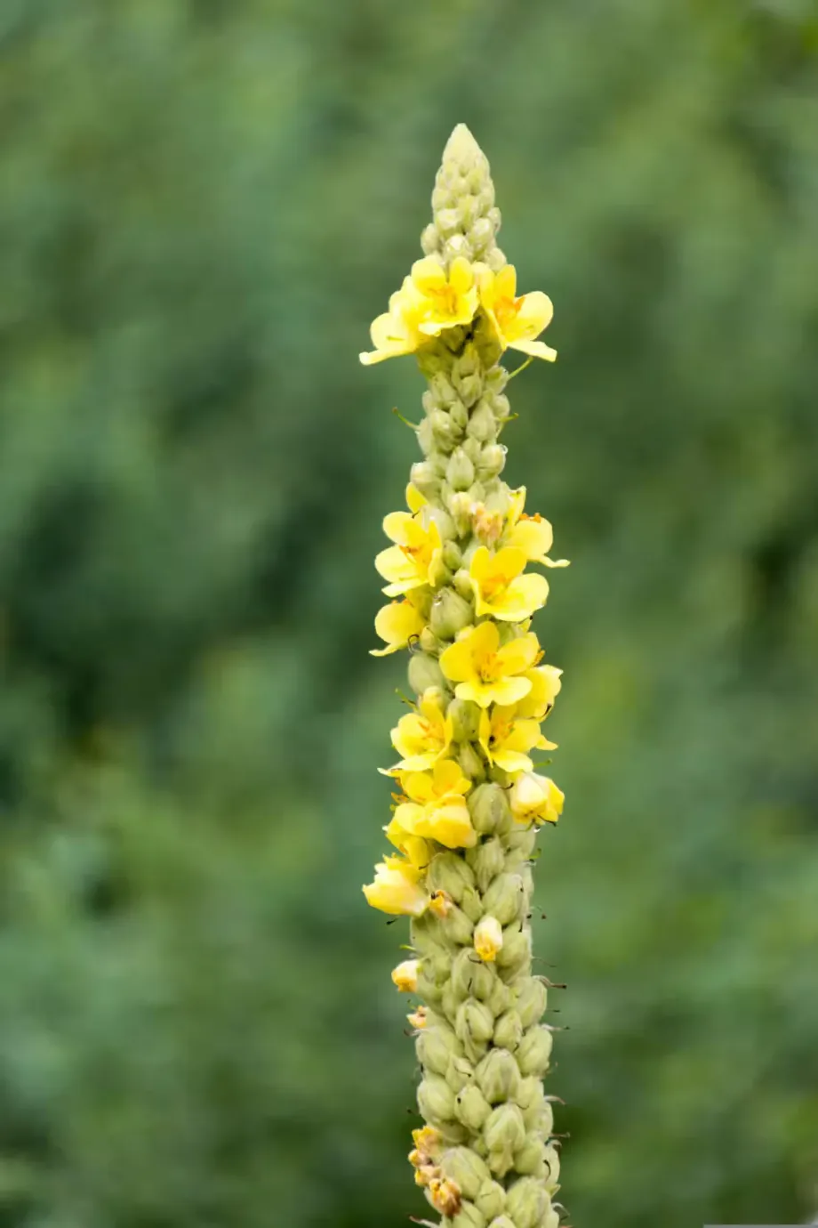 mullein-2461662