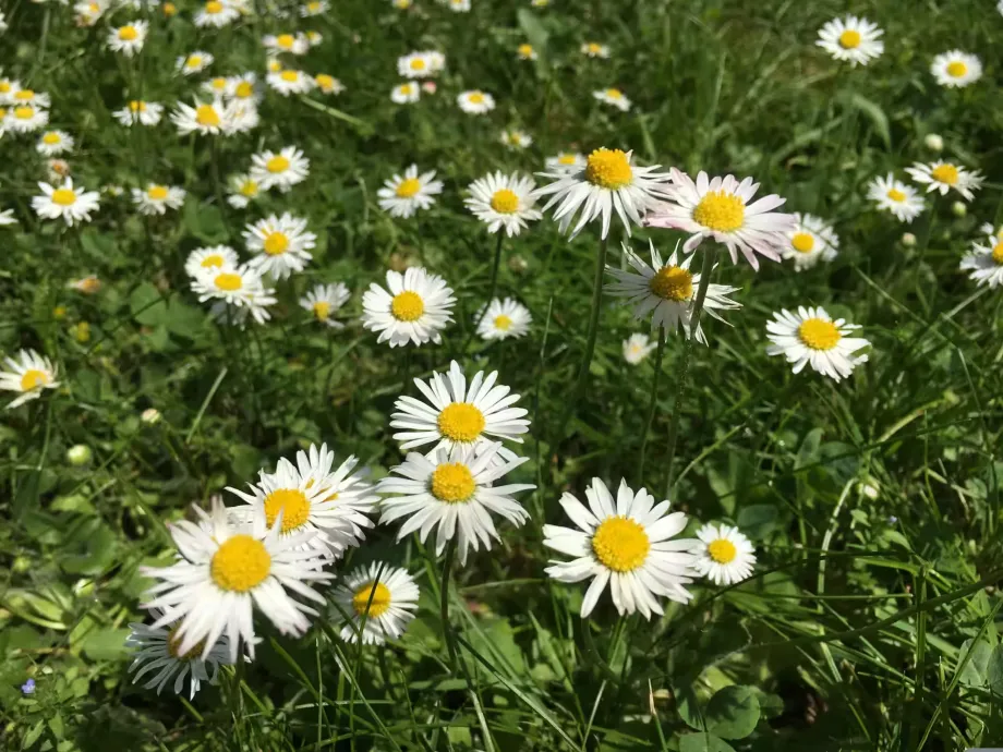 bellis-perennis-2468973