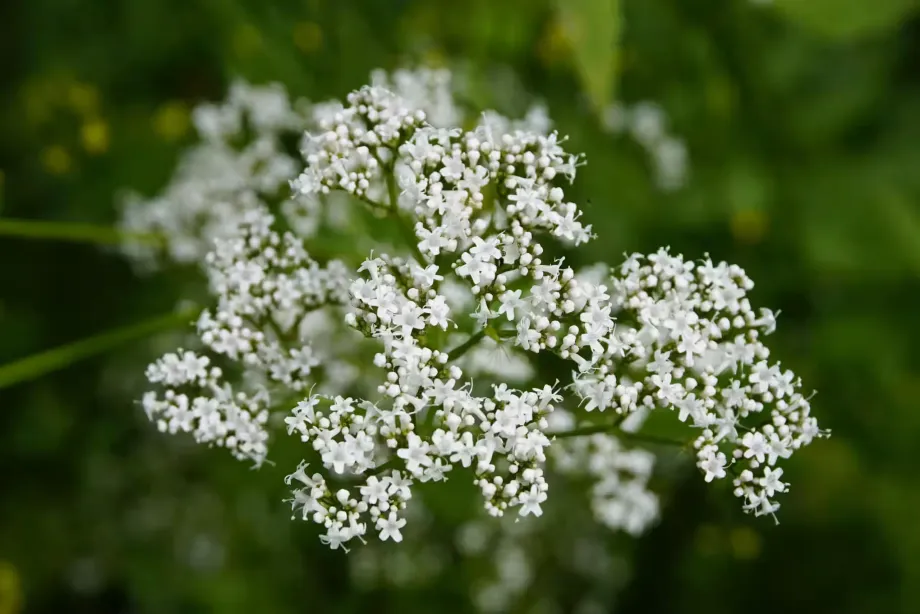 valeriana-5386312