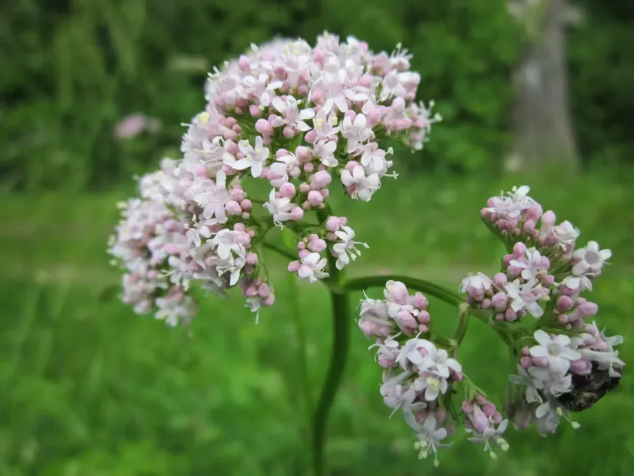 valeriana-officinalis-846615