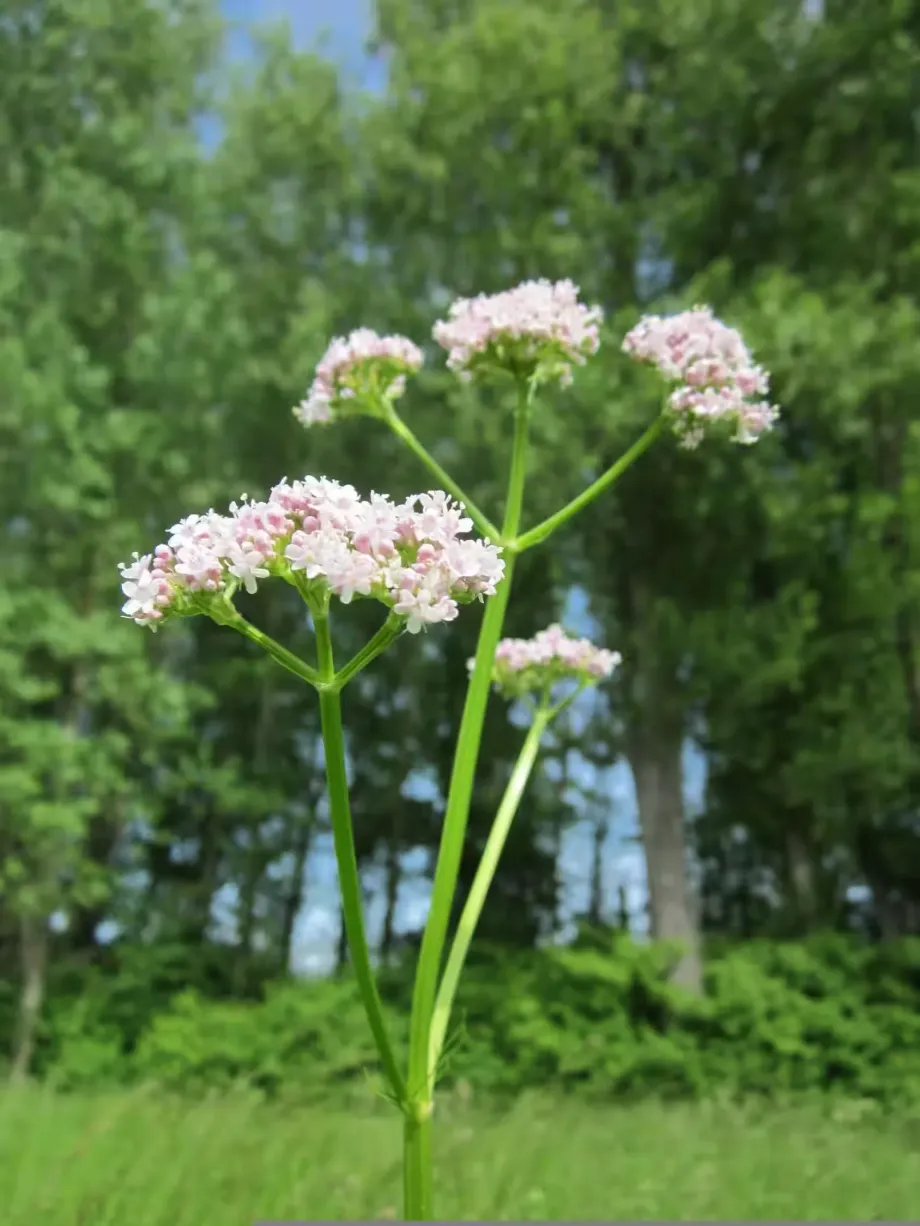 valeriana-officinalis-846614
