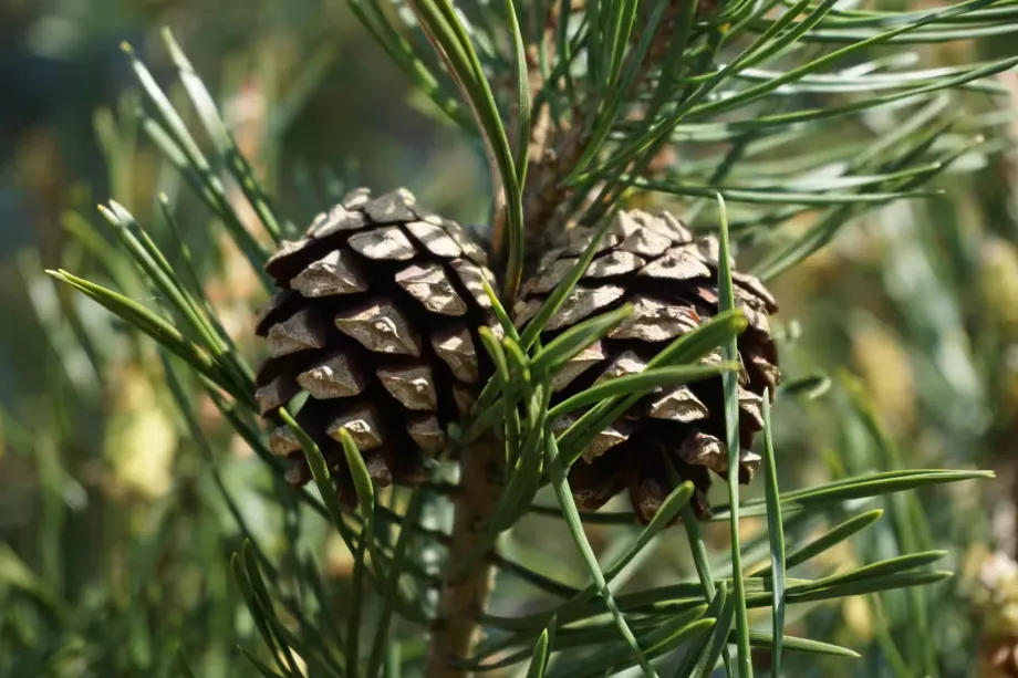 pinus-sylvestris-5139166