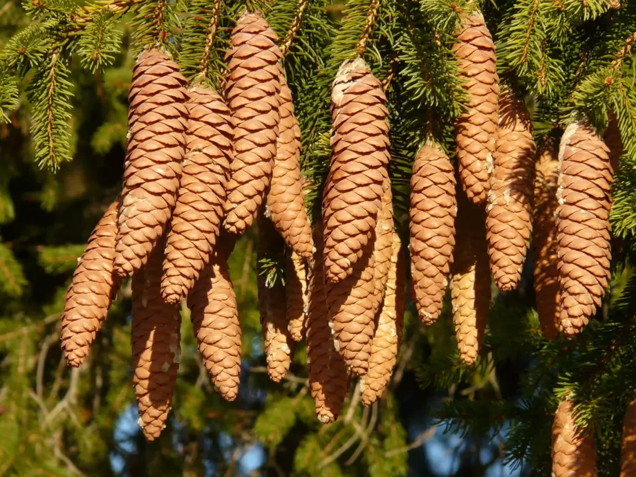 spruce-cones-10623